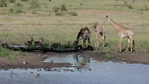 Giraffe drinking at water hole Stockbeeldmateriaal 146326747