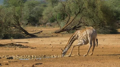 Giraffe Drinking Water In Namibia. Vídeos de archivo 347654702