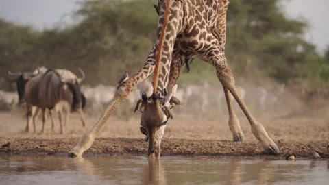 Giraffe Drinking Water with Oxpecker Birds Flying in Flight on Safari in Stock Footage 339825658