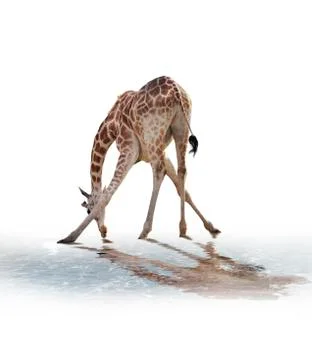 Giraffe drinking water Stock Photos