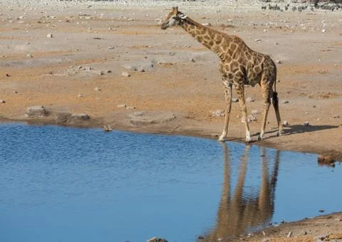 Giraffe drinking water 스톡 사진