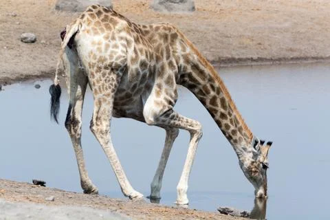 Giraffe drinking water Stock Photos