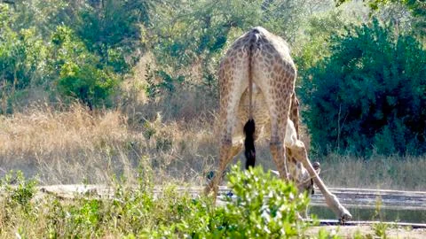 Giraffe drinking water Stock Photos
