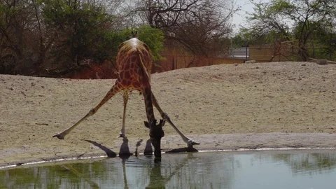 Giraffe drinking water from the pond Stock Footage 100818063
