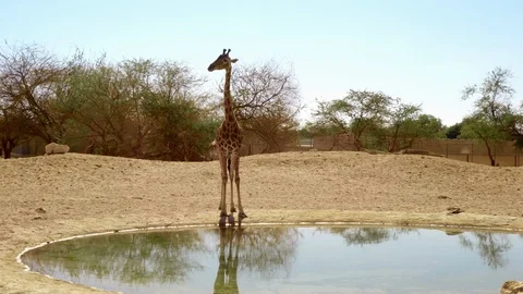 Giraffe drinking water from the pond Stock Footage