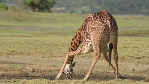 Giraffe Drinking Water Savannah 4k Telephoto Lens Wildlife Footage Stock Footage 338259505