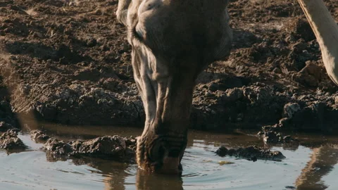 Giraffe Drinking Water in Savannah Stock Footage 270336138
