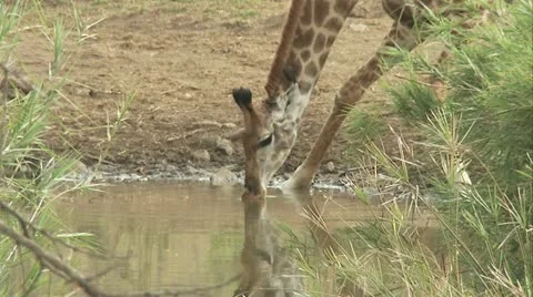 A giraffe drinking water at a waterhole | Stock Video | Pond5