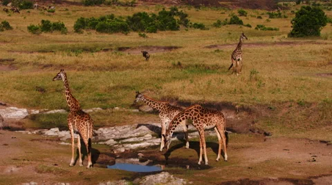 Giraffe drinking water. Wild animals in natural habitat, Maasai Mara, Africa Video stock 61394465