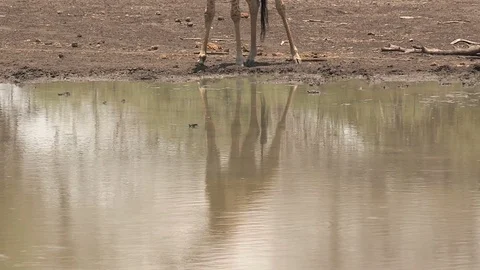 Giraffe drinking at waterhole - HD Video stock 84279893