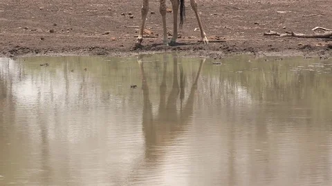Giraffe drinking at waterhole - HD Stock Footage 84648112
