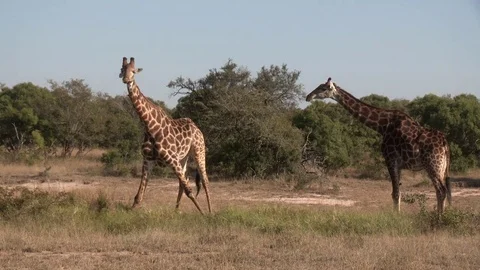 Giraffe drinking at waterhole (wild) - HD Video stock 84675007