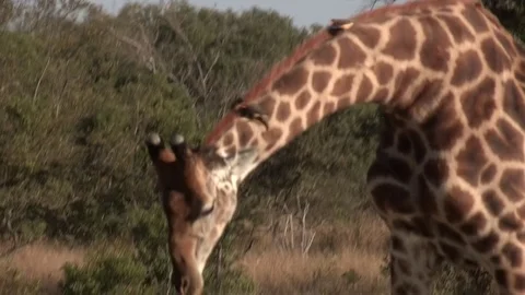Giraffe drinking at waterhole (wild) - HD Video stock 84675239