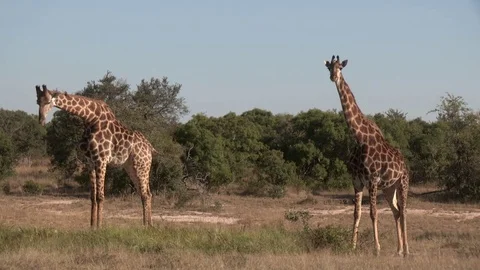 Giraffe drinking at waterhole (wild) - HD Video stock 84675488