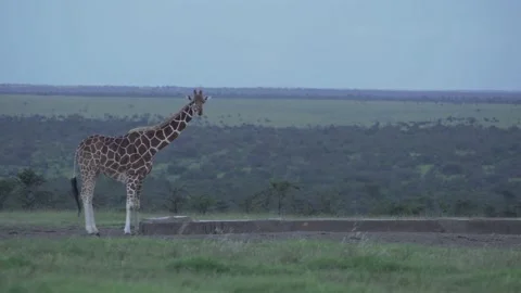 Giraffe drinking wildlife trough plain Ol Pejeta Kenya Africa 動画素材 233029736