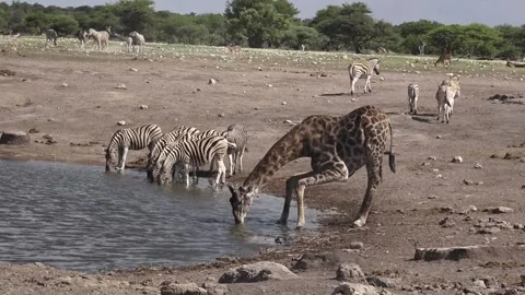 Giraffe drinks at large waterhole; many zebras arrive in background — Part 3 Stock Footage 319960756