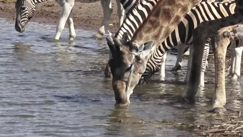Giraffe drinks; three zebra heads line up behind; giraffe lifts Part 30 (Hero) 库存影片 320845900