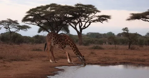 A giraffe drinks water in the savannah Video stock 210373808