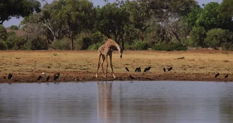 A giraffe drinks water in the savannah Video stock 237468239