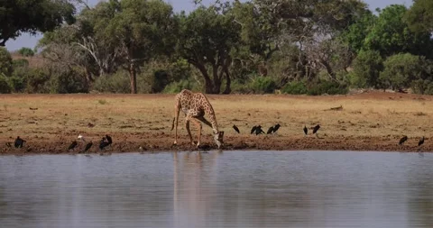 A giraffe drinks water in the savannah Video stock 245049889