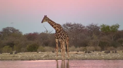 Giraffe at dusk Stock Footage 12165733