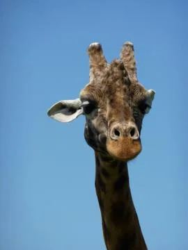 Giraffe Ear Stock Photos