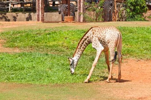 Giraffe eat grass Stock Photos