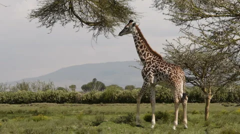 Giraffe eat P1 Stockbeeldmateriaal 980494