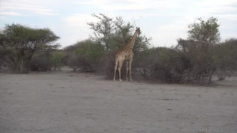 Giraffe eating from an acacia tree, on the plain savannah dry land, bush on.. Video stock 302407193