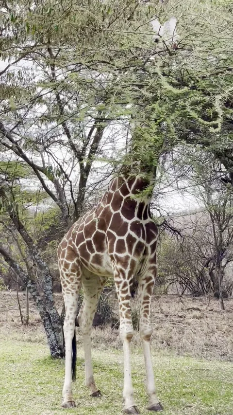 Giraffe eating and checking you out 库存影片 205465645