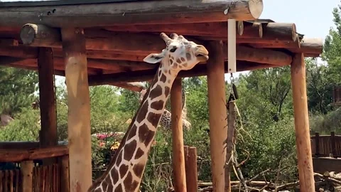 Giraffe Eating and Looking Stock Footage 247728073