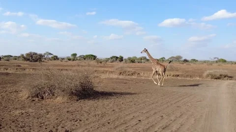 Giraffe eating and running through the dry savanna Stock Footage 284821362