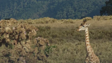 Giraffe eating on the background of yellow grass Video stock 104977378