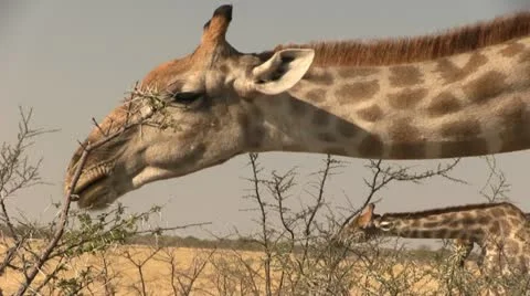 Giraffe eating from branche Stock Footage 12128420