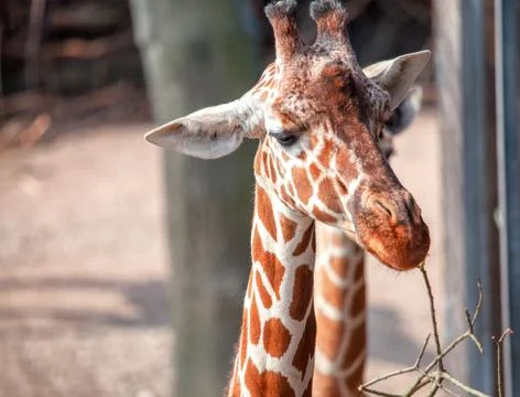 Giraffe eating branches Stock Photos