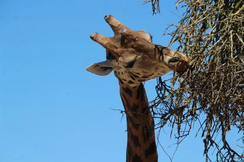 Giraffe eating branches Stock Photos