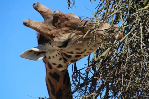 Giraffe eating branches Stock Photos