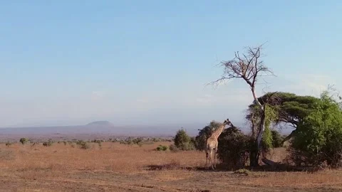 Giraffe eating from bushes under a tree in amboseli Stock Footage 283898844