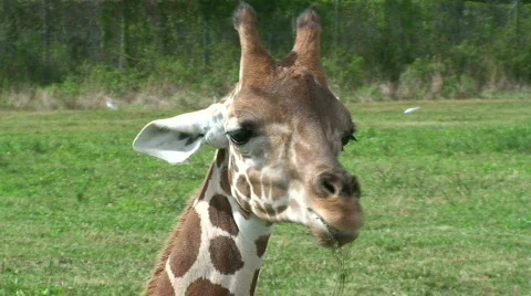 Giraffe Eating Close Up Stock Footage 572956