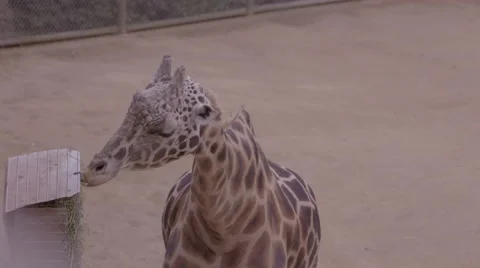 Giraffe eating close up Stock Footage 53010715