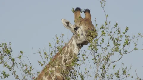 Giraffe Eating Close Up Stock Footage 55649546