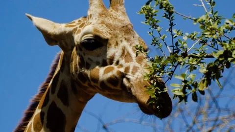 Giraffe eating close up - Slow Motion 60p Stock Footage 104624717