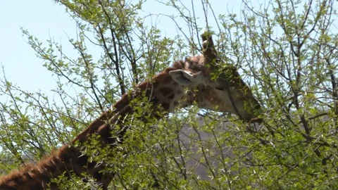 GIRAFFE EATING COMPILATION 3 CLIPS Stock Footage 87228131