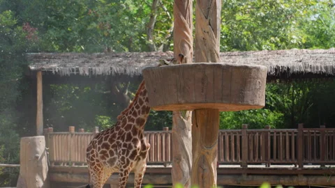 Giraffe eating from elevated feeder platform, sunlit zoo enclosure with wooden 库存影片 331523157