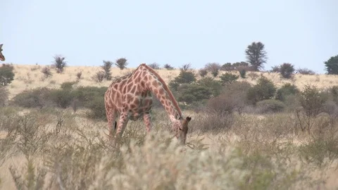 Giraffe eating / feeding Stock Footage 98376037