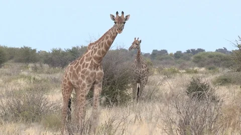 Giraffe eating / feeding Video stock 98376161