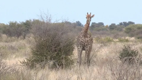Giraffe eating / feeding Stock Footage 98376594