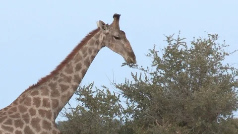 Giraffe eating / feeding 스톡 동영상 98377177
