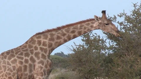 Giraffe eating / feeding 스톡 동영상 98377437