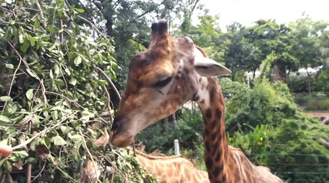 Giraffe eating food Video stock 67487302